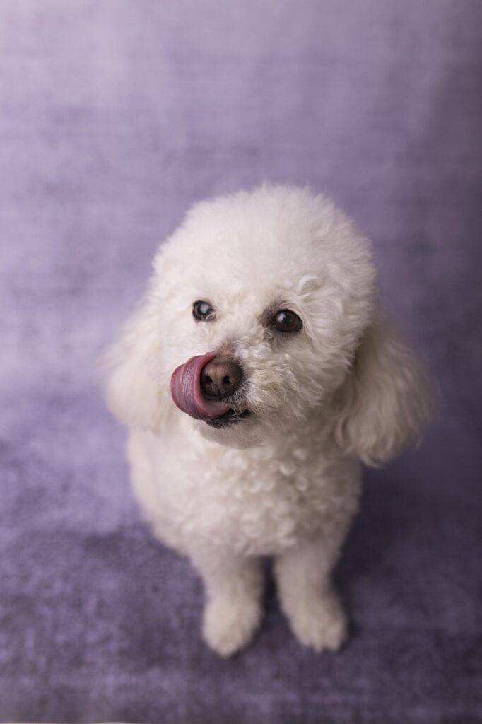 dog, perro, caniche, animal, canine, pet, portrait, adorable, alone, mascota, cute, lilac animals, lilac alone, lilac portrait, nature, lilac pets