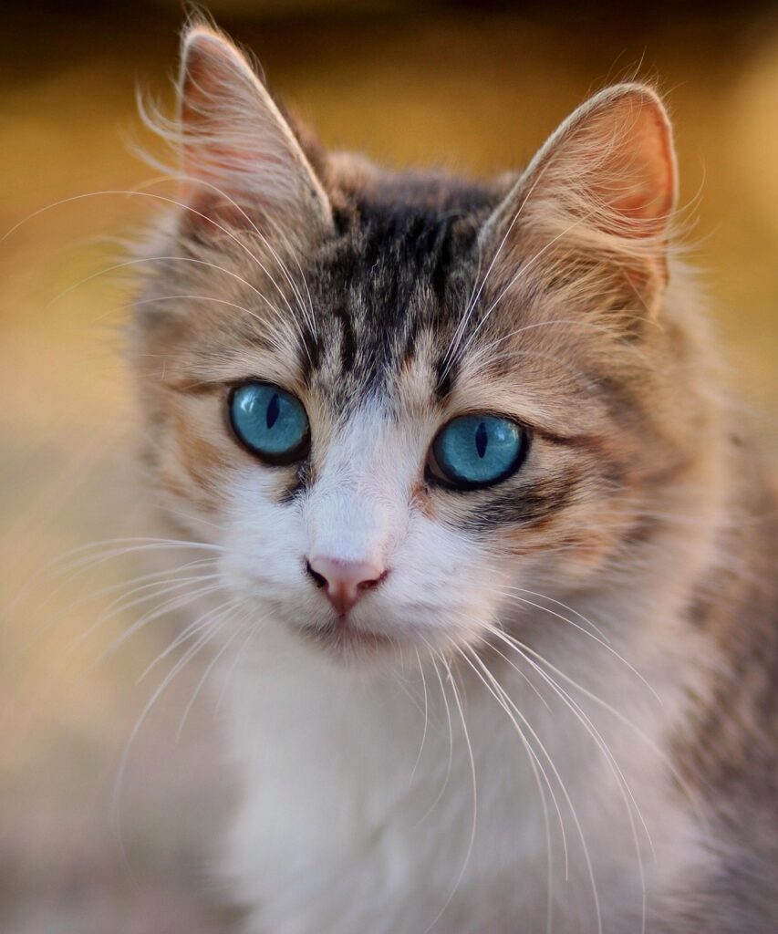 cat, blue eyes, animal, pet, feline, cat's eyes, brown cat, brown eye, brown pets