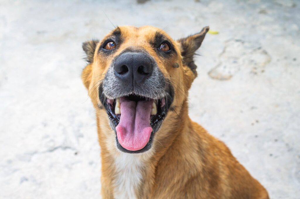 dog, perro, nature, pet, animal, canine, mascota