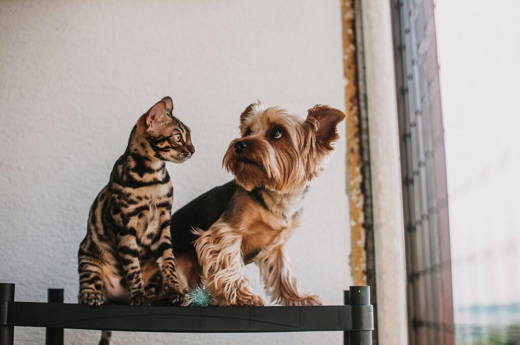 A Bengal cat and Yorkshire Terrier sit together on a shelf by a window, showcasing pet companionship.